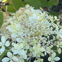 Hydrangea paniculata 'Phantom'